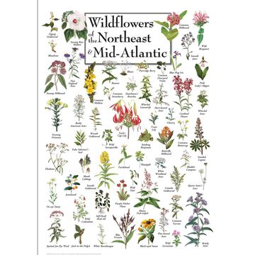 Wildflowers of the Northeast & Mid-Atlantic Poster
