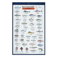 Mac's Field Guides: Northeast Coastal Fish by Craig MacGowan
