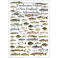 Freshwater Fishes of New England & Adirondacks Poster